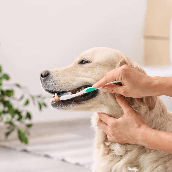 Transform Your Dog’s Dental Health with the Right Toothbrush and Toothpaste