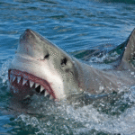 great white teeth