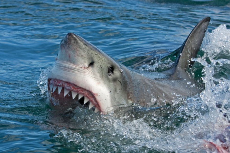 great white teeth